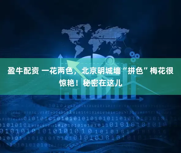 盈牛配资 一花两色，北京明城墙“拼色”梅花很惊艳！秘密在这儿